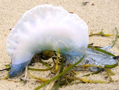 A Portuguese man-of-war, one of many to wash up on East Hampton and Southampton beaches in recent days.