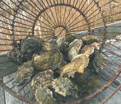 Oysters were on the Christmas menu in the Diat household, along with hard and soft-shell clams.