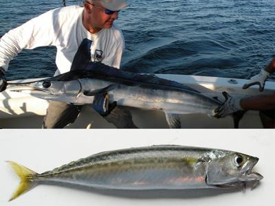 Tom Tackle, left, and Paul Snyder admired this hatchet marlin before returning it to the sea earlier this month. Below, big schools of tinker mackerel like this one were swarming in Fort Pond Bay, Montauk, this week.