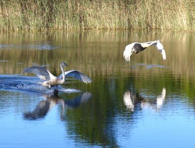 Mute swans at Georgica Pond, which is under the jurisdiction of the East Hampton Town Trustees. All nine trustee positions will be voted on this Election Day.