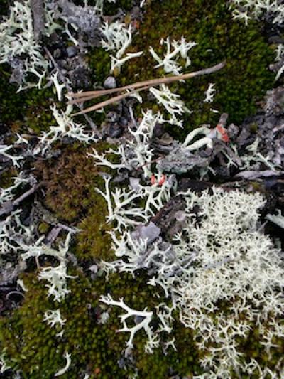 Mosses had their origin 500 million years ago and come in a vast variety.