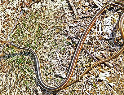 Last Thursday afternoon during a walk through the state’s part of Hither Woods in Montauk, there was a large ribbon snake half-coiled on one of the trails.