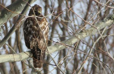 A red-shouldered hawk, among Long Island’s rarest raptors, was spotted in Montauk this week.