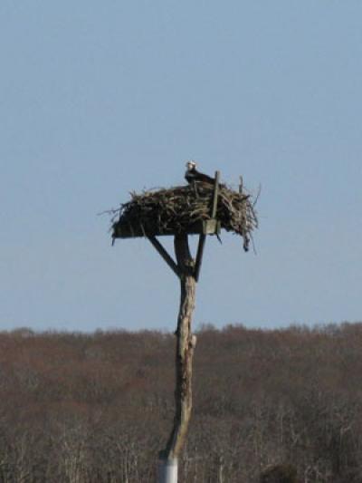 It takes a lot of sitting, and a lot of fish, to successfully raise osprey chicks, but an experienced pair of osprey can carry it off.