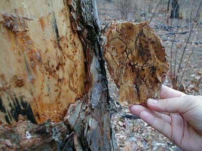 Signs of pine beetle damage in a New Jersey pine tree in 2014