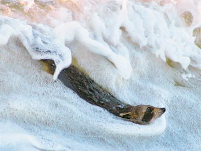 A body-surfing raccoon was rescued from the ocean near Atlantic Avenue in Amagansett last Thursday.