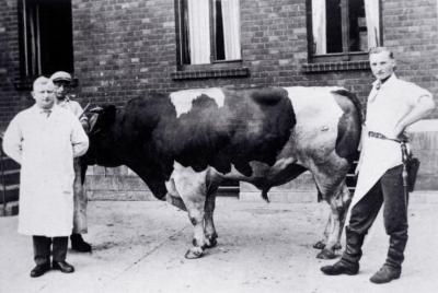 Siegfried Heilbrunn, left, with a steer in front of his butcher shop in Eisenach, Germany, sometime before he was forced to flee with his family in 1936.