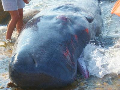 A juvenile sperm whale stranded on the beach near Ditch Plain, Montauk, early Saturday.