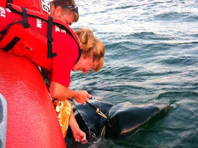 Twisted in rope and moving with difficulty, a leatherback turtle, estimated at 600 pounds, was released by workers from the Riverhead Foundation for Marine Research on Thursday.