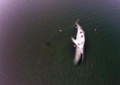 A drone photograph captured the sight of the dead whale grounded in Gardiner's Bay on Monday afternoon.