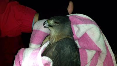 A Cooper's hawk died while it was stuck in a tree during a rescue mission Monday night that involved wildlife rescue volunteers, police, and firefighters.