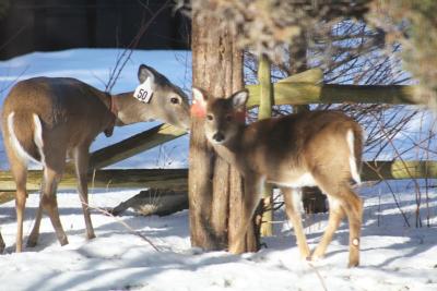 A tagged fawn with its mother, also tagged, in East Hampton this winter