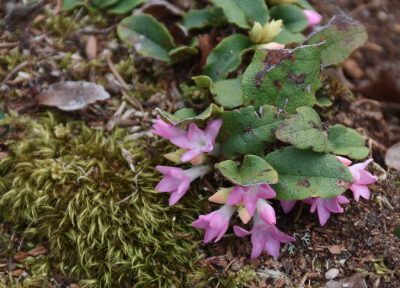 One of many signs of spring, the trailing arbutus were blooming up a storm at Oakland Cemetery in Sag Harbor.