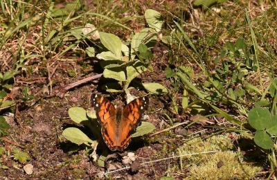 A painted lady butterfly visited pussytoes at Oakland Cemetery in Sag Harbor.