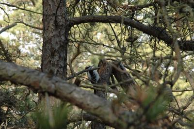 Most birds build nests, but many, including woodpeckers, pick out or fashion a hole in which to raise their young.