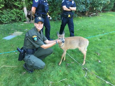 pet deer