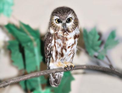 A northern saw-whet owl