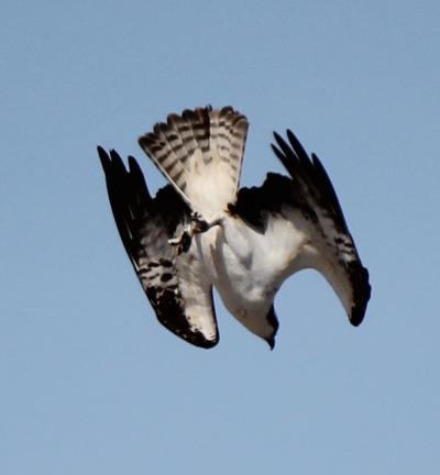 An osprey mid-dive over Scott Cameron Beach in Bridgehampton