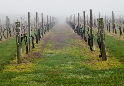 Exports from vineyards on the East End could be hurt in an escalating tit-for-tat trade war with China.