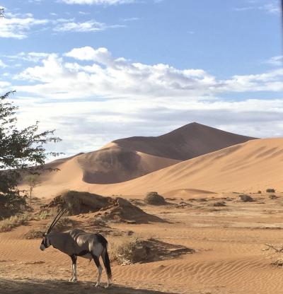 The oryx doesn't have much to fear in the way of predators in Namibia.