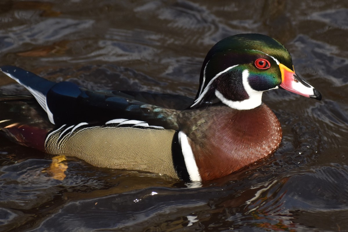 Montauk Bird Count Yields 129 Species | The East Hampton Star