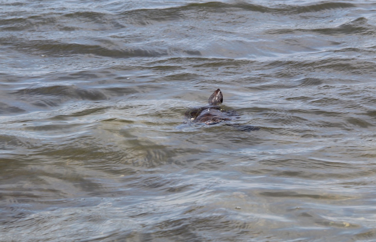 Lilly the Turtle Sets Out to Sea Four Years Later | The East Hampton Star