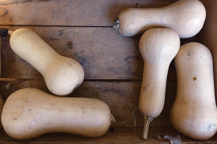 Butternut squash at Amber Waves Farm market in Amagansett