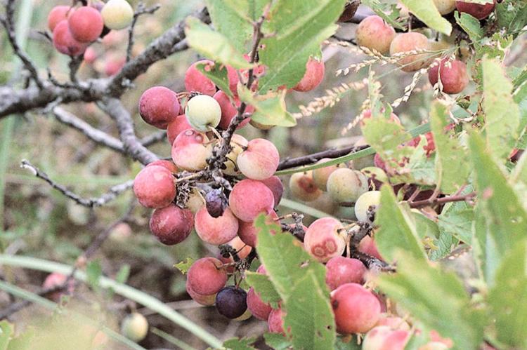 Beach plums in August showing a hint of blush and their unique flavor when ripe