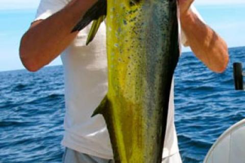 Harry Ellis of Montauk displayed a 16-pound mahimahi he caught on light line on Aug. 7 in the Butterfish Hole south of Montauk Point.