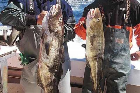 Dennis Rodriguez, left, and Rod Augustin showed off two of a number of large cod they caught while fishing from the Blue Fin IV charter boat last week. Augustin, a marine, will begin his fifth tour in Afghanistan next week.