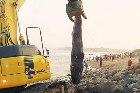 Dozens of people watched Saturday as the carcass of a sperm whale calf was carried off Ditch Plain Beach in Montauk.