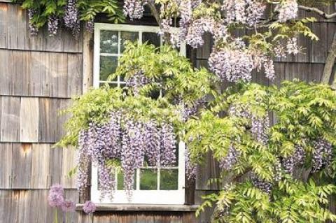 Wisteria does not begin to flower profusely until it has expanded to the space allotted to it.