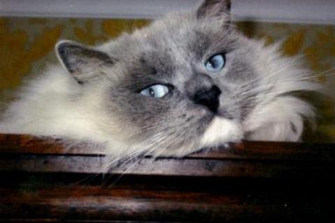 Sara, the purebred Ragdoll cat Beth Eckhardt bought as a kitten in California in 2001