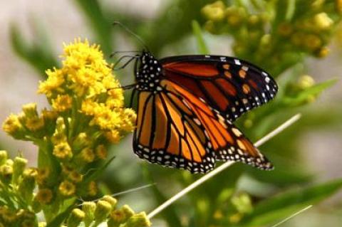 During their long migration, Monarchs feed on nectar, including that of the seaside goldenrod, Solidago sempervirens.