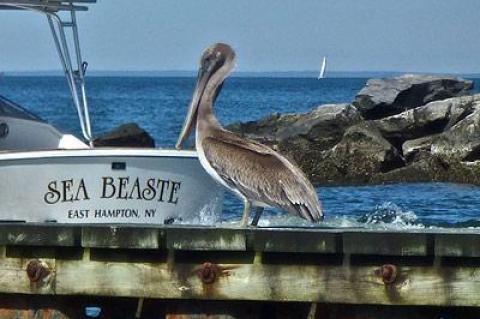 A brown pelican, visiting from the south, has set down on the jetties at the north end of Lake Montauk and has been entertaining the folks eating at Gosman’s famous restaurant.