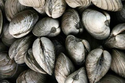 Good clamming means great clam pie and lemony clam pasta.