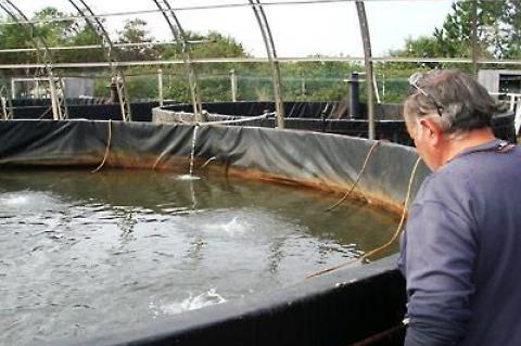 Robert Valenti of the Multi-Aquaculture Systems fish farm on Napeague peered into a tank that held yearling striped bass until Tropical Storm Irene stole the electricity that sustained them. He has applied for a low-interest government loan to get the farm back on track.