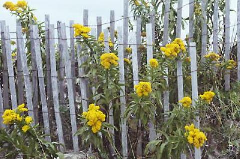 Go to any shore, ocean or bay, or even upper salt marshes for that matter, and you can’t miss the dazzling yellows of the seaside goldenrod.