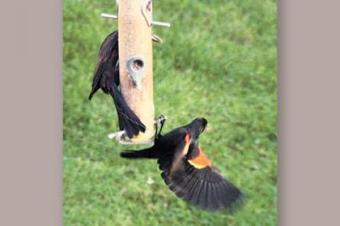 Grackles and red-winged blackbirds, above, are beginning to fly around in mixed flocks.