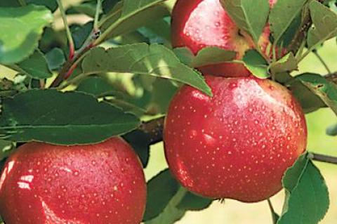 As a portable snack, in salads or cakes, or even as demon cider, apples are a versatile and healthful food.