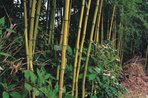 Bamboo, whose shoots show little respect for property lines, may be the subject of strict new rules in East Hampton Village.