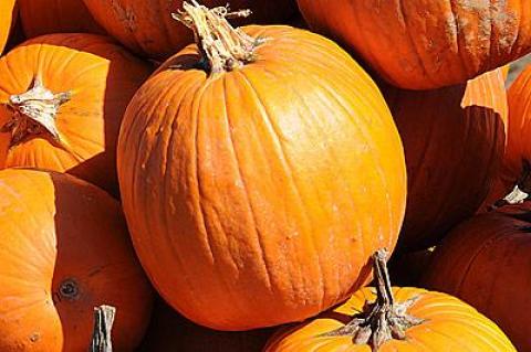 Those who enjoy their pumpkin in pies, bread, cheesecakes, and soup are following a dietary tradition that dates back as far as 5,500 B.C.