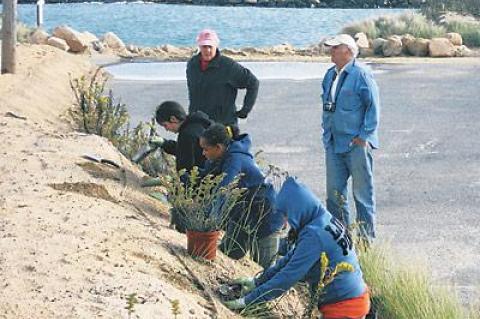 Dorothy Malik-Atkinson, Cecilia Blowe, and Elizabeth Kopka, girl scouts working on their Silver Project, planted native plants on a dune recently built to cover a rock revetment near Gosman’s Restaurant. Larry Penny, director of natural resources for East Hampton Town, right, watched. Plants were donated by Warren’s Nursery in Water Mill. Dune work was supplied by Peter Joyce of Montauk.