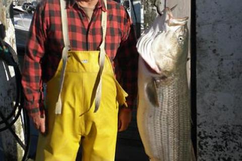 Eric Linsner used a live eel to catch this 581/2-pound striped bass off Montauk Point on Saturday.