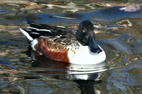 You’re not from around here, are you? A migrating northern shoveler, so named for its particularly long bill, stopped by the Nature Trail in East Hampton last week.