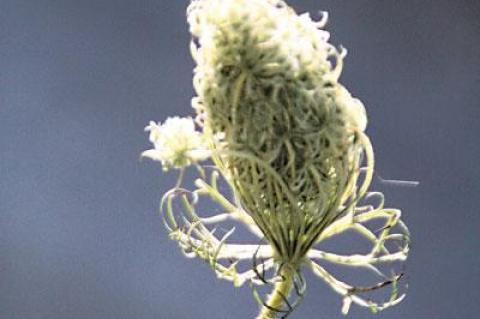 Most plants that thrive in deer-filled areas, like Queen Anne’s lace, are actually poisonous.