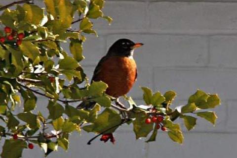 Well over 115 species of birds, including ones who should have gone south by now, among them this robin, were sighted throughout Long Island during the recent Christmas count.