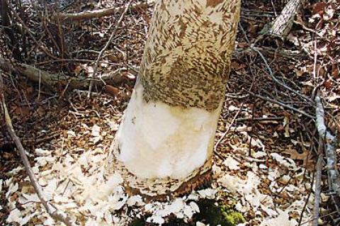 The chips tell the tale. A beaver has taken up residence in Fresh Pond.