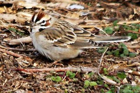 Lark Sparrow