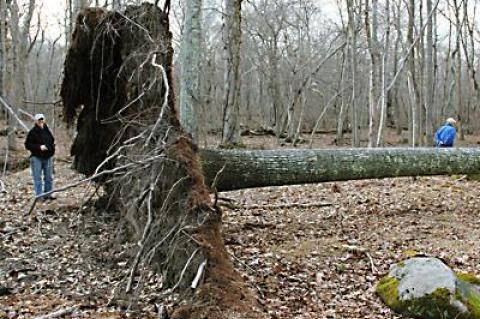 The downed tree is a 90-foot-long swamp white oak.